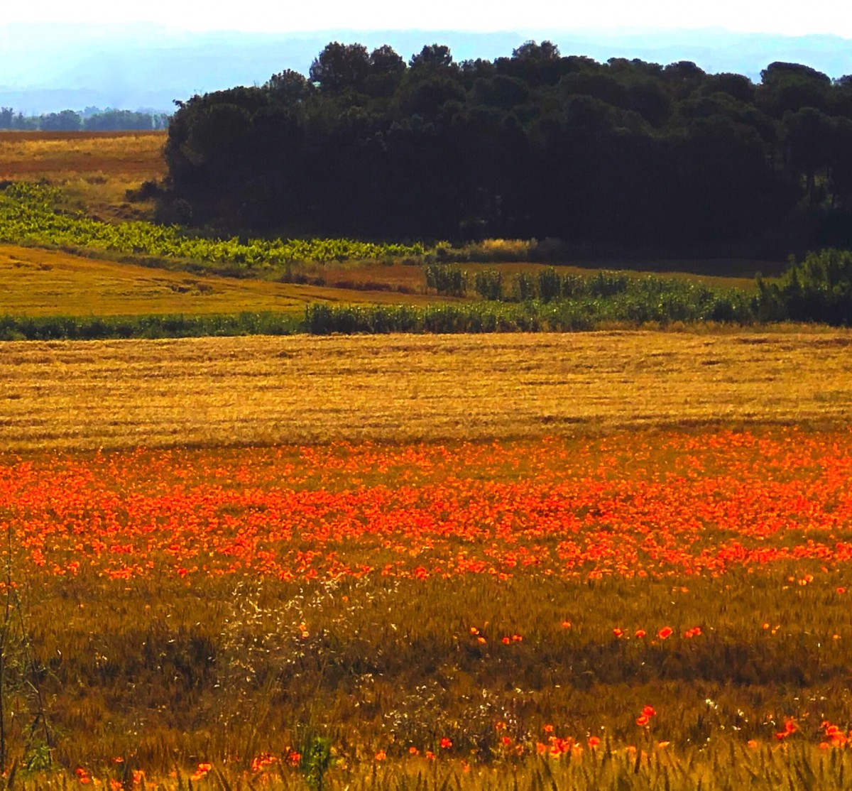 Paisatges sonors del Bages
