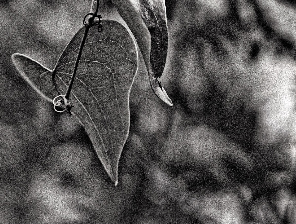 Imatge il·lustrativa