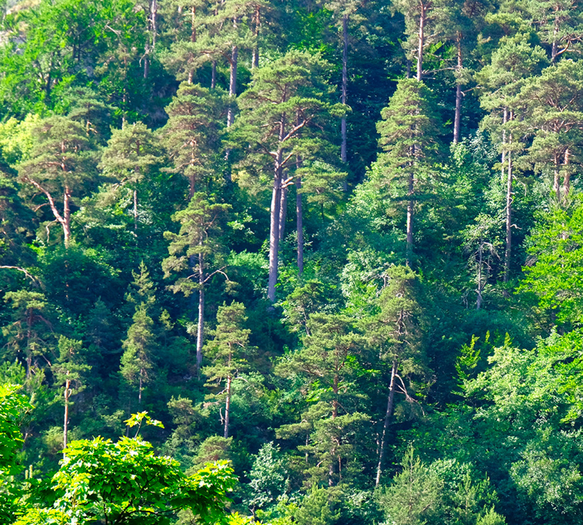 Imatge il·lustrativa