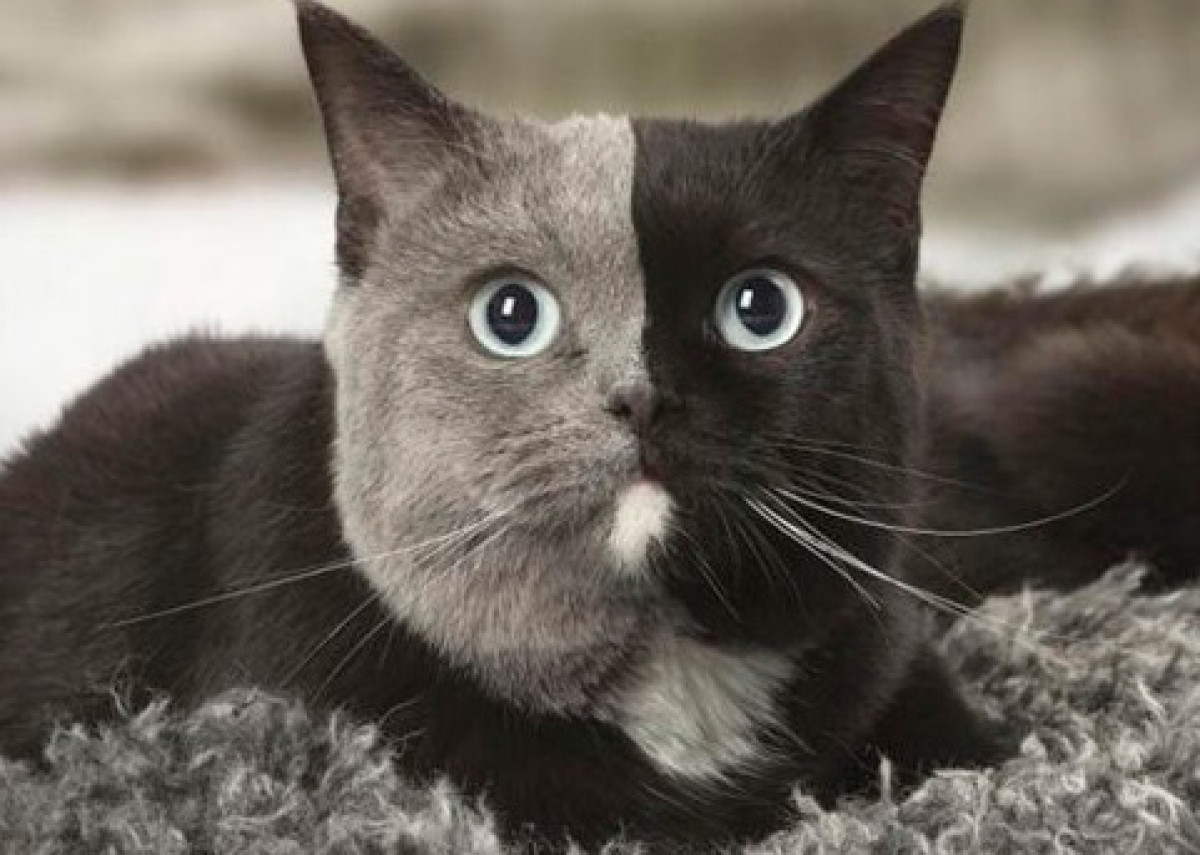 Imatge il·lustrativa