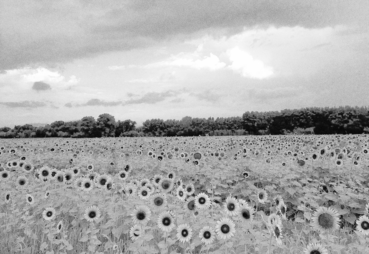 Imatge il·lustrativa