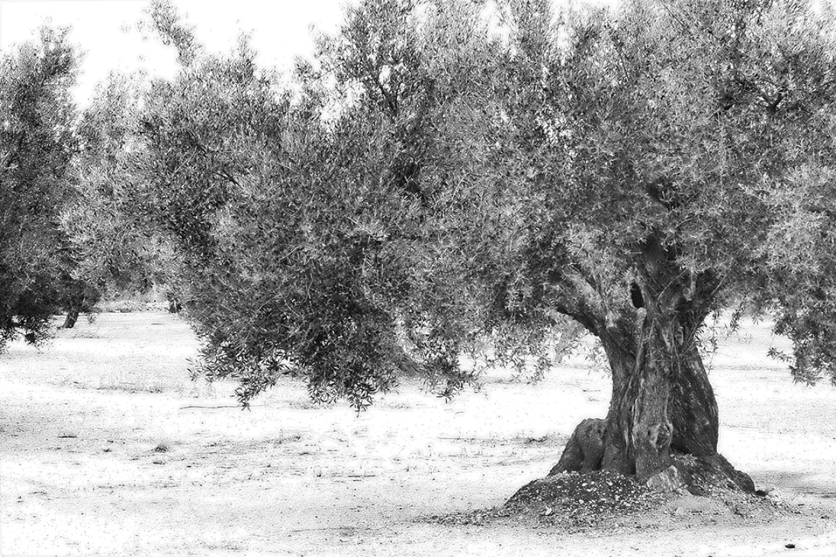 Imatge il·lustrativa