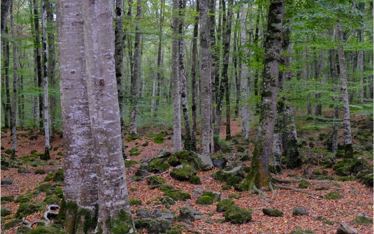 Imatge il·lustrativa